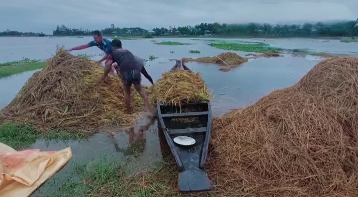 বৃষ্টি-ঢলে বিপর্যস্ত সুনামগঞ্জ, হাওড়ে ধান রক্ষায় যুদ্ধ