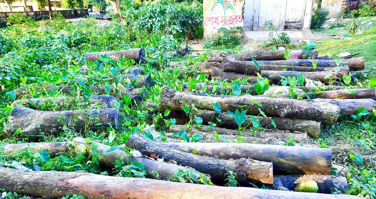 নবীগঞ্জে অবহেলায় নষ্ট হচ্ছে লাখ টাকার সরকারি গাছ