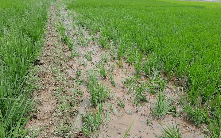 দমদমা সী/মান্তে ভা/রতীয় গরুর পাল, ন/ষ্ট হচ্ছে কৃষকের ধান
