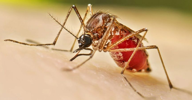 &ldquo;ডেঙ্গুতে ৯৬ হাজার ছাড়াল আক্রান্ত, মৃত্যু ৩৯৪
