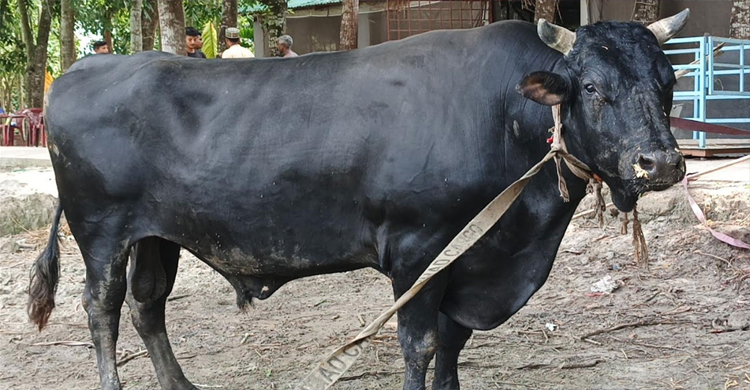দাঁত নেই এমন পশু কো র বা নি করা যাবে?