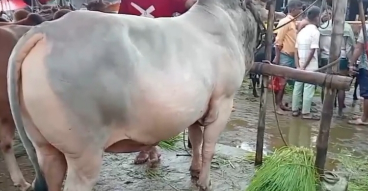 জমজমাট জাউয়া বাজারের কোরবানির হাট