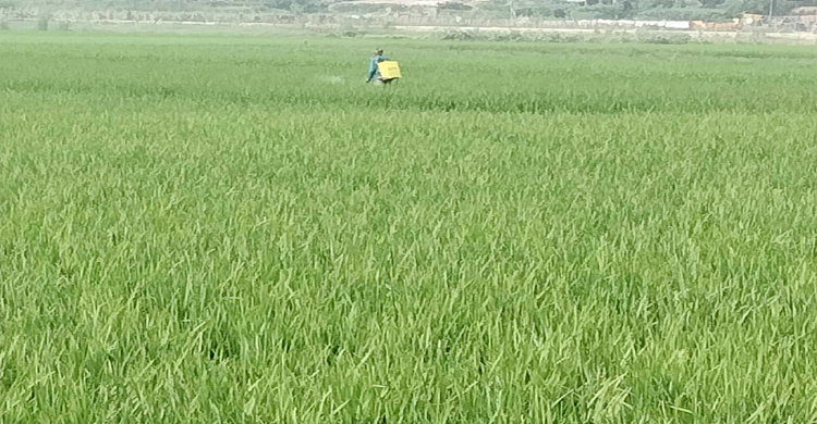 লাখাইয়ে হাওরের ধান ক্ষেতে পোকার আক্রমণ, দিশেহারা কৃষক