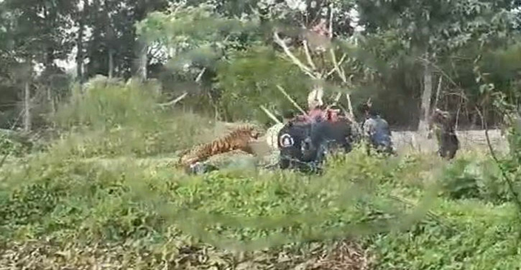 সুন্দরবনে বাঘের মুখ থেকে জীবিত উ দ্ধা রে র লো ম হ র্ষ ক ঘটনা