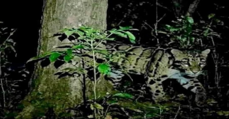 গণভোটে জনগণের রায়কে সম্মান জানানোর আহ্বান শফিকুর রহমানের
