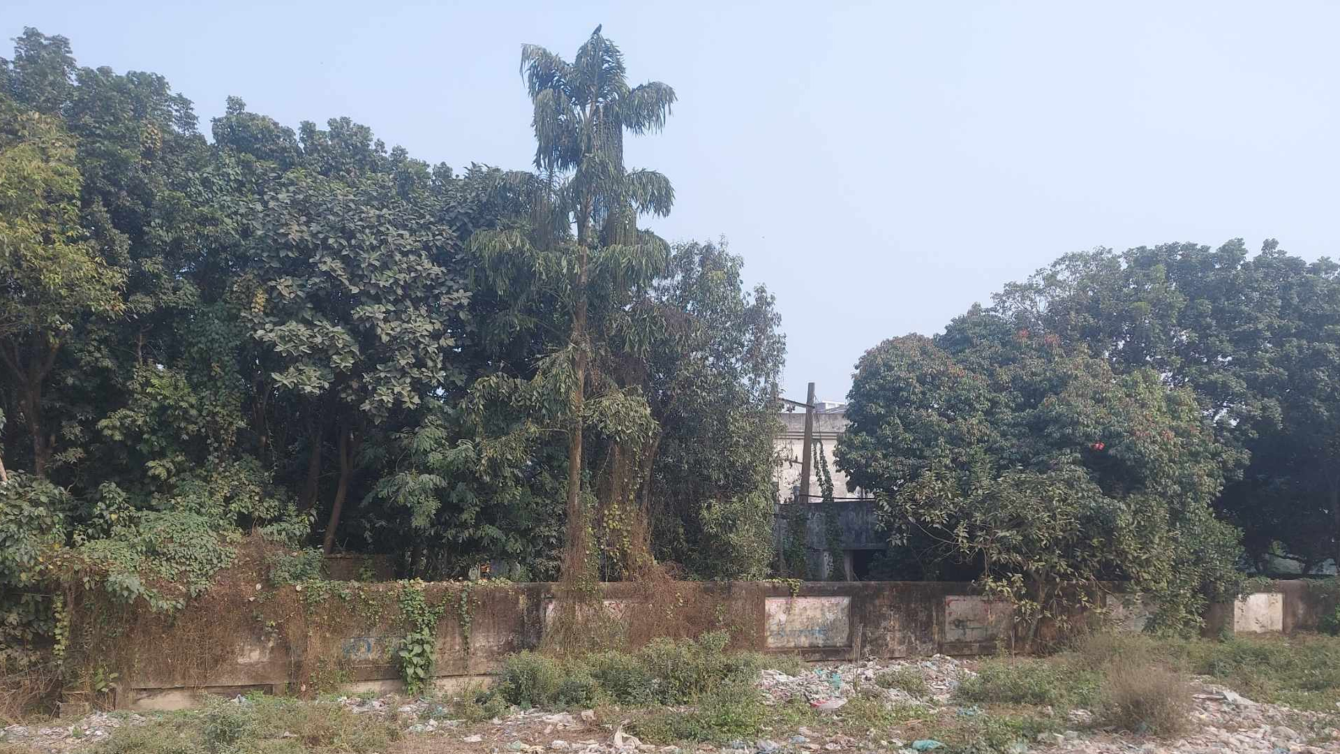হবিগঞ্জ &lsquo;সৌন্দর্যবর্ধনের&rsquo; নামে প্রাচীন ৭০টি গাছ কাটার সিদ্ধান্ত, বাপার প্রতিবাদ