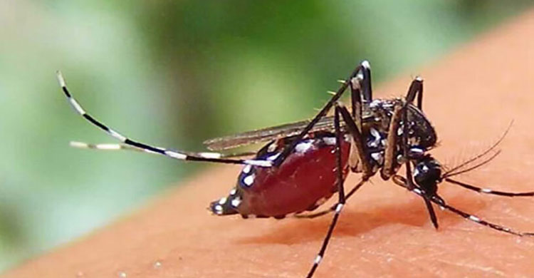 ২৪ ঘণ্টায় ডে ঙ্গু আ ক্রা ন্ত হয়ে হাসপাতালে আরও ৩৫৬ জন
