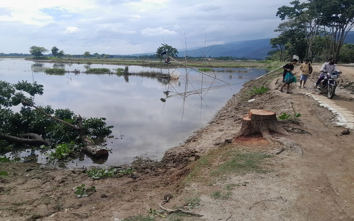 গোয়াইনঘাটে রাতের আঁধা*রে কা*টা হচ্ছে সরকারি গাছ