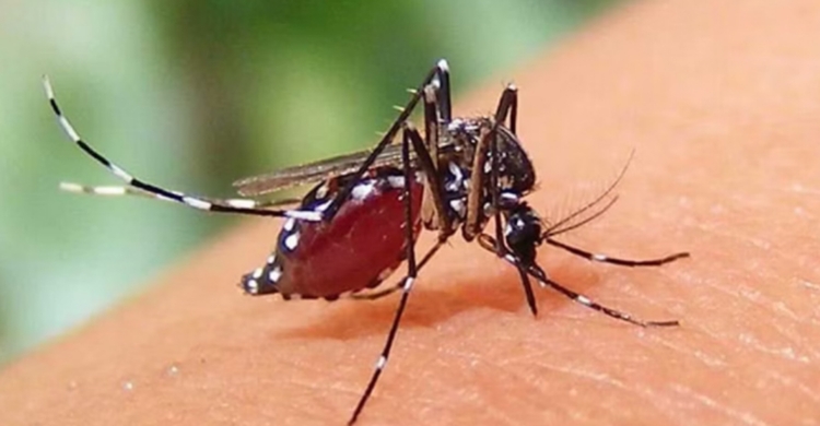 দেশে ডে*ঙ্গুতে মৃ*ত্যু ১১১, হাসপাতালে নতুন ভর্তি ১,২৫২