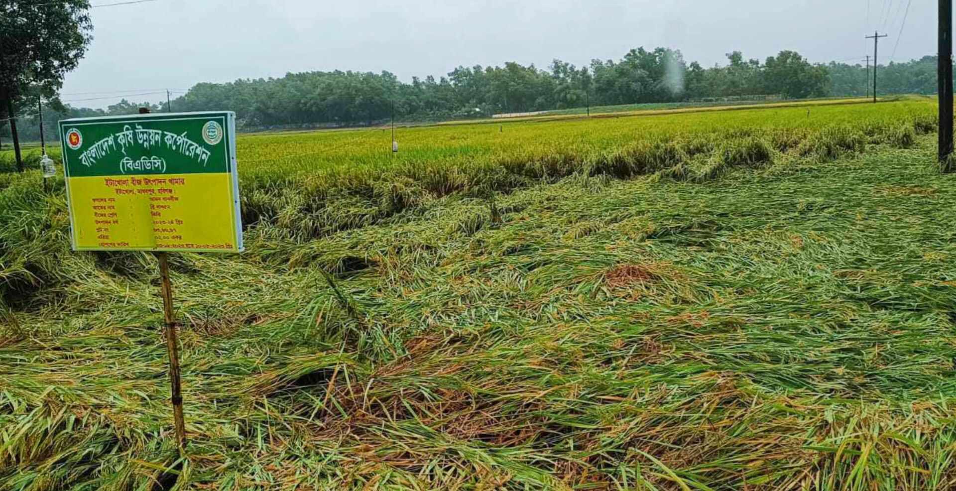 মাধবপুরে আমন ধান ও শীতকালীন সবজিতে ব্যাপক ক্ষয়ক্ষতি  