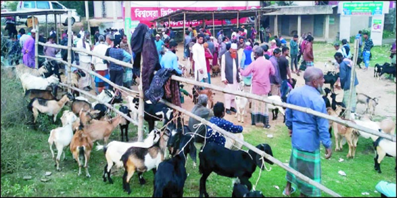 মিরপুরে ছাগলের হাটে হাসিলের নামে চলছে চাঁদাবাজি