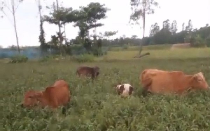 জগন্নাথপুরে ফসল ন ষ্ট  প্র তিবাদ করায় কৃষককে প্রা ণনাশের হু মকির অ ভিযোগ