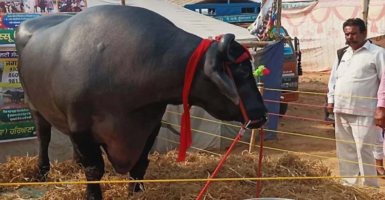 ৩২ কোটি টাকার মহিষ, মাসে বী র্য বিক্রি করে ৭ লাখ আয়!
