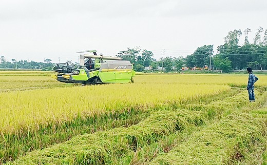 সোনা ধরছে সুনামগঞ্জের মাটিতে