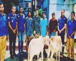 বড়লেখায় ৩ গরুসহ ৫ চোর আটক