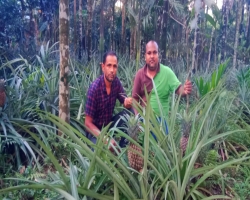 আনারসের বাম্পার ফলনে স্বাবলম্বী দোয়ারাবাজারের বেলাল আহমদ 