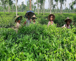বৃষ্টিপাতে সবুজ প্রাণ ফিরেছে চা বাগানে
