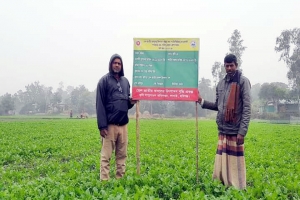 লাখাইয়ে আলুর বাম্পার ফলনের আশায় কৃষকরা 