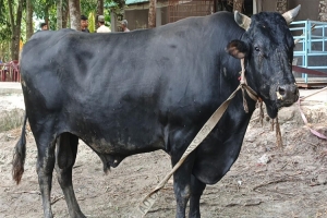 দাঁত নেই এমন পশু কো র বা নি করা যাবে?