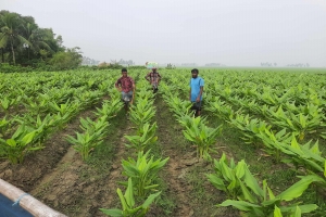 লাখাই হলুদের বাম্পার ফলনে কৃষকের মুখে হাসি