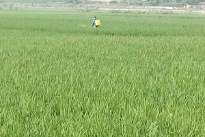 লাখাইয়ে হাওরের ধান ক্ষেতে পোকার আক্রমণ, দিশেহারা কৃষক