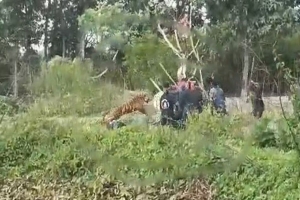 সুন্দরবনে বাঘের মুখ থেকে জীবিত উ দ্ধা রে র লো ম হ র্ষ ক ঘটনা