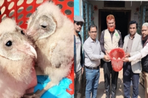হবিগঞ্জে লক্ষ্মীপেঁচার তিনটি ছানা বন বিভাগে হস্তান্তর 