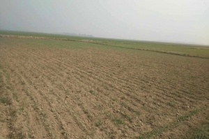 লাখাই হাওরাঞ্চলে রসুন চাষে সাফল্য দেখছে কৃষকরা 
