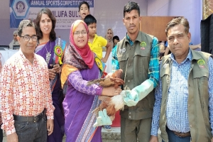 হবিগঞ্জে স্কুল প্রাঙ্গণ থেকে উদ্ধার করা সোনালী ঈগল বনবিভাগের কাছে হস্তান্তর
