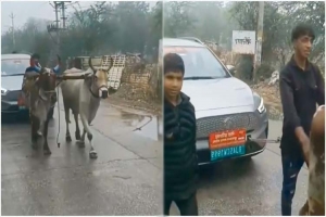 মাঝ রাস্তায় চা র্জ শেষ, গরু দিয়ে টানা হলো নেতার গাড়ি 