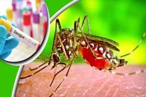 এ সময় এডিস মশার কামড় থেকে র ক্ষা পাবেন যেভাবে
