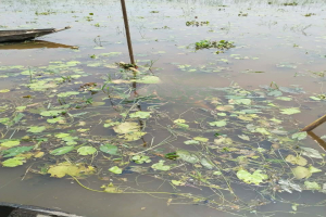 ছাতকের হাওর থেকে এক ব্যক্তির ম*রদেহ উ*দ্ধার