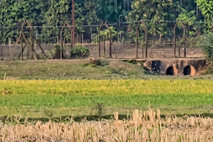 ডিপজল নি*খোঁজ: জকিগঞ্জ সীমান্তে উ*ত্তেজনা