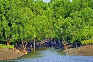 তিন মাস পর খুলল সুন্দরবনের দ্বার, পর্যটনে ফিরছে প্রাণ