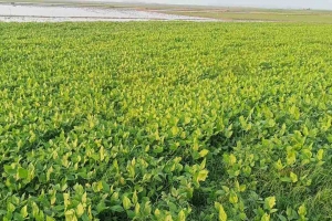 লাখাইয়ে মাসকলাই চাষে আগ্রহ বাড়ছে কৃষকদের
