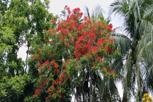 প্রকৃতিতে কৃষ্ণচূড়ার আগুনরঙা হাসি