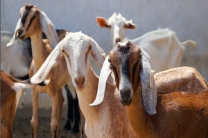 মরক্কোতে ঈদুল আজহায় কোরবানিতে নি ষে ধা জ্ঞা!