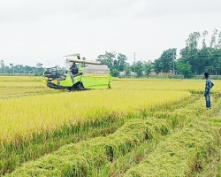 সোনা ধরছে সুনামগঞ্জের মাটিতে